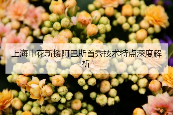 上海申花新援阿巴斯首秀技术特点深度解析